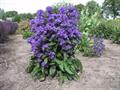 گل استکانی خوشه ای